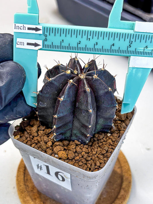 Gymnocalycium Black Widow (gy13) (16) | Collectable Plant