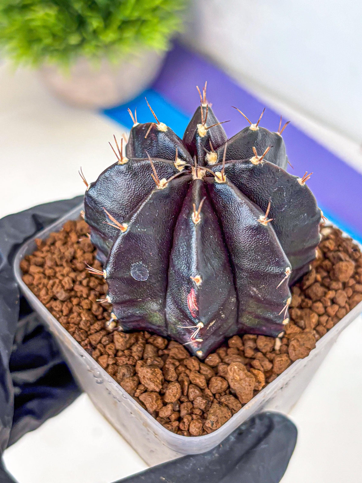 Gymnocalycium Black Widow (gy13) (16) | Collectable Plant