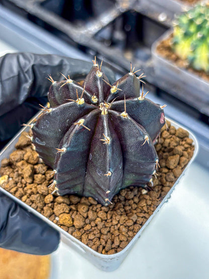 Gymnocalycium Black Widow (gy13) (16) | Collectable Plant