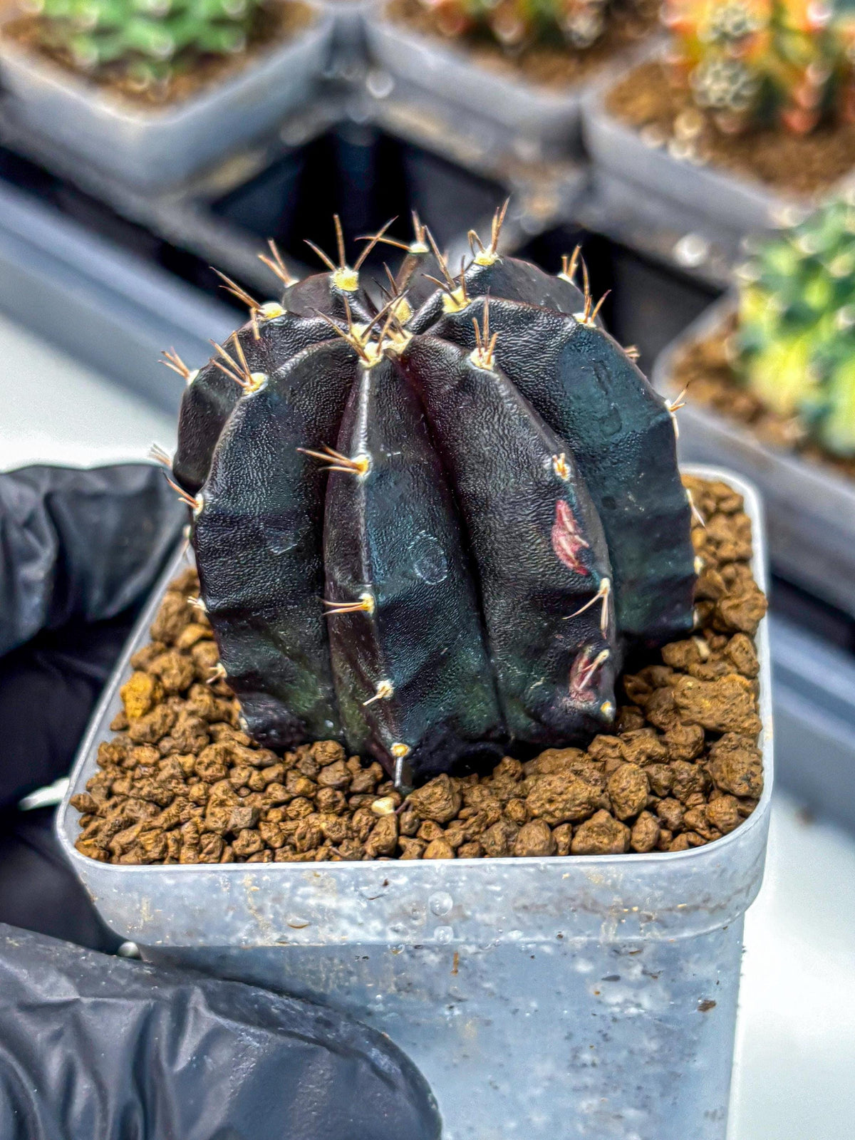 Gymnocalycium Black Widow (gy13) (16) | Collectable Plant