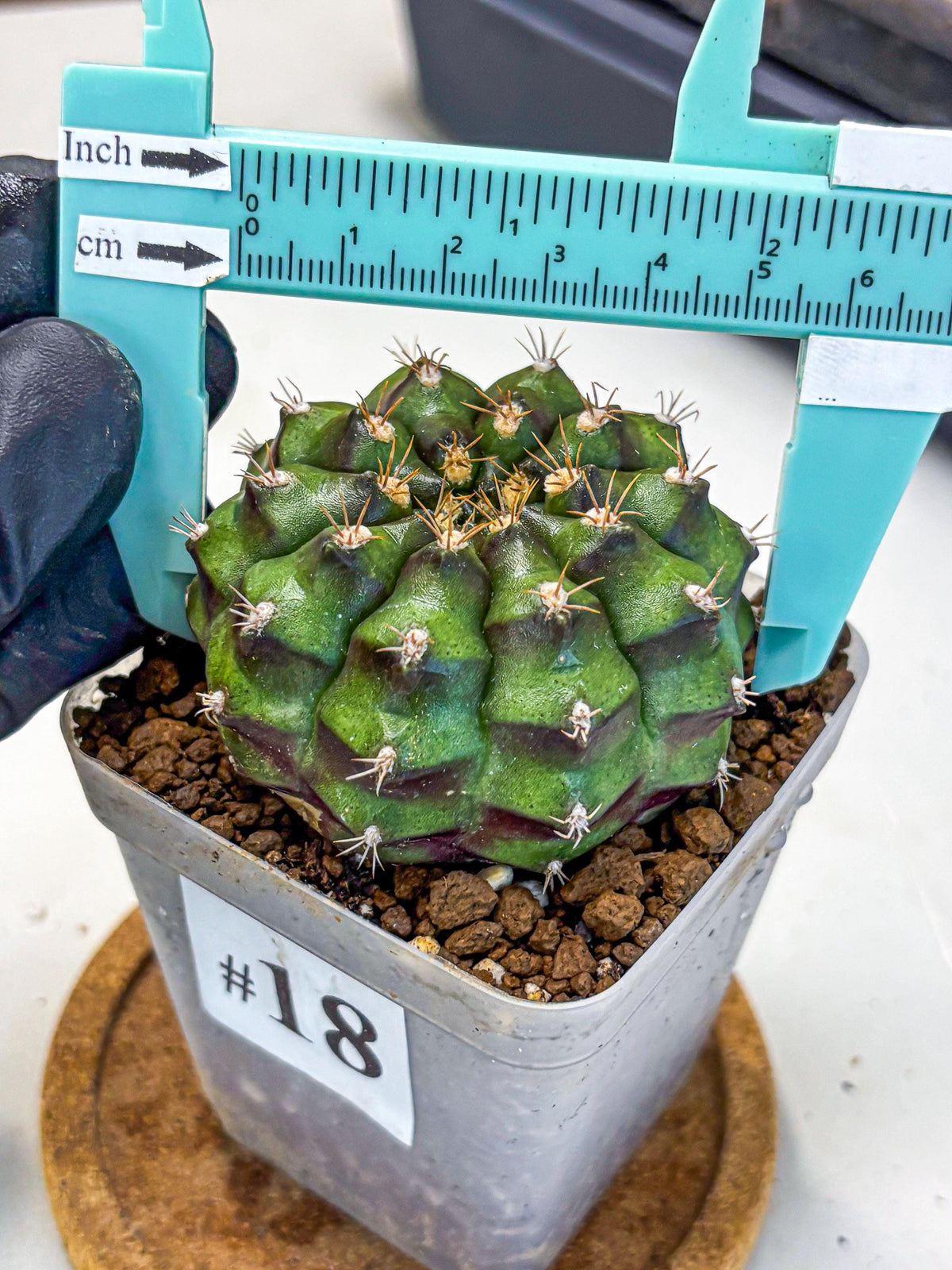 Gymnocalycium Chinese Dates (gy13) (18) | Rare Hybrids