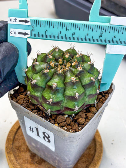 Gymnocalycium Chinese Dates (gy13) (18) | Rare Hybrids