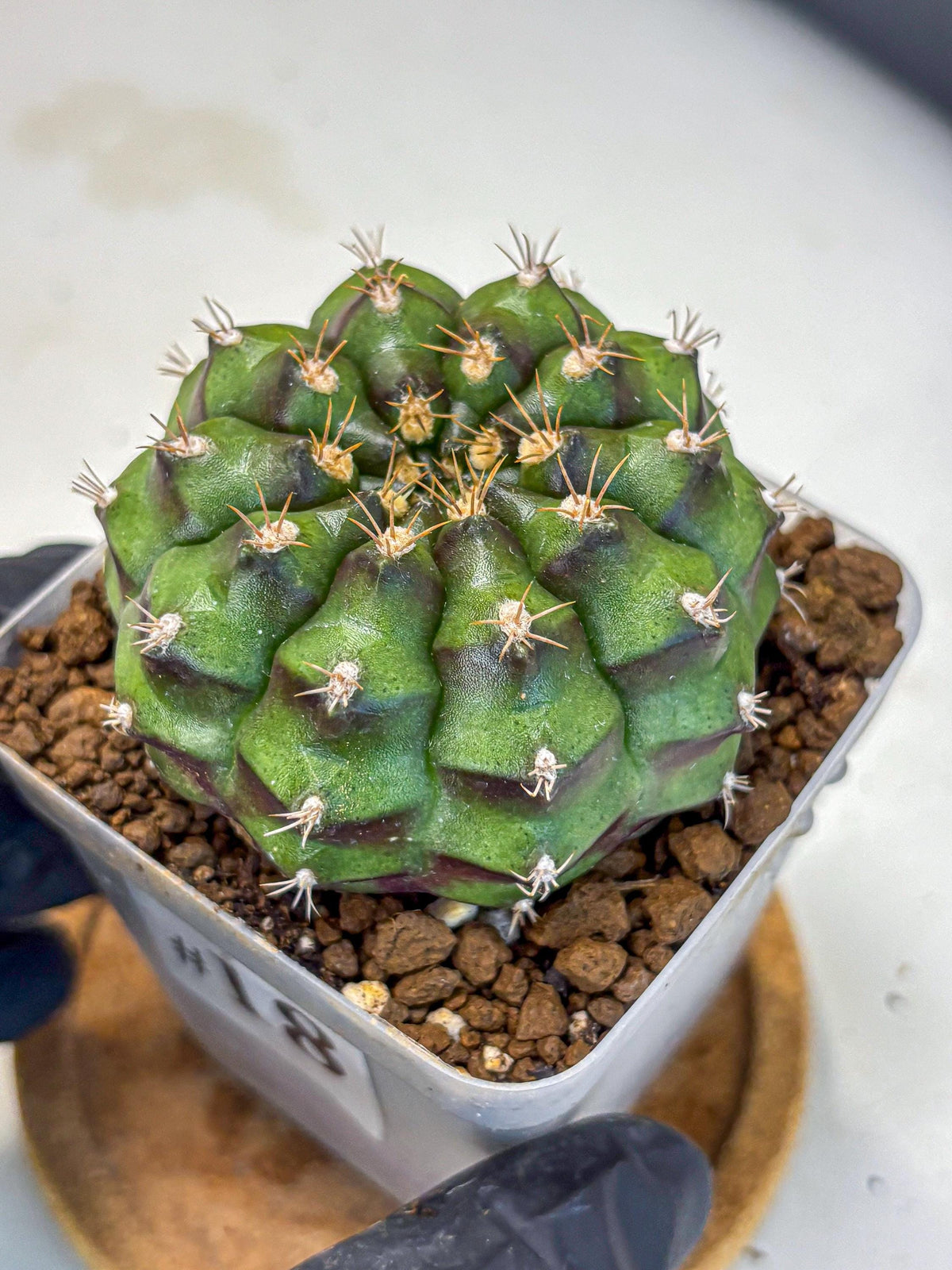 Gymnocalycium Chinese Dates (gy13) (18) | Rare Hybrids