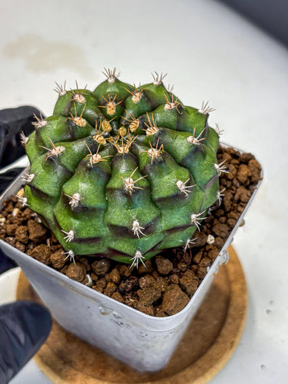 Gymnocalycium Chinese Dates (gy13) (18) | Rare Hybrids