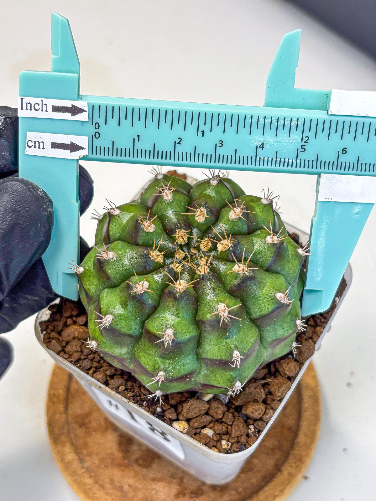 Gymnocalycium Chinese Dates (gy13) (18) | Rare Hybrids
