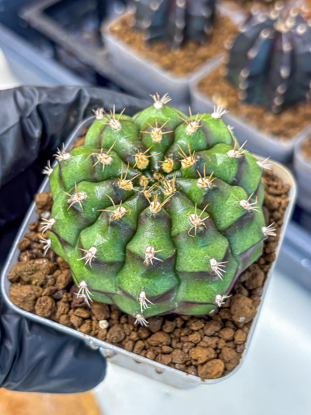 Gymnocalycium Chinese Dates (gy13) (18) | Rare Hybrids
