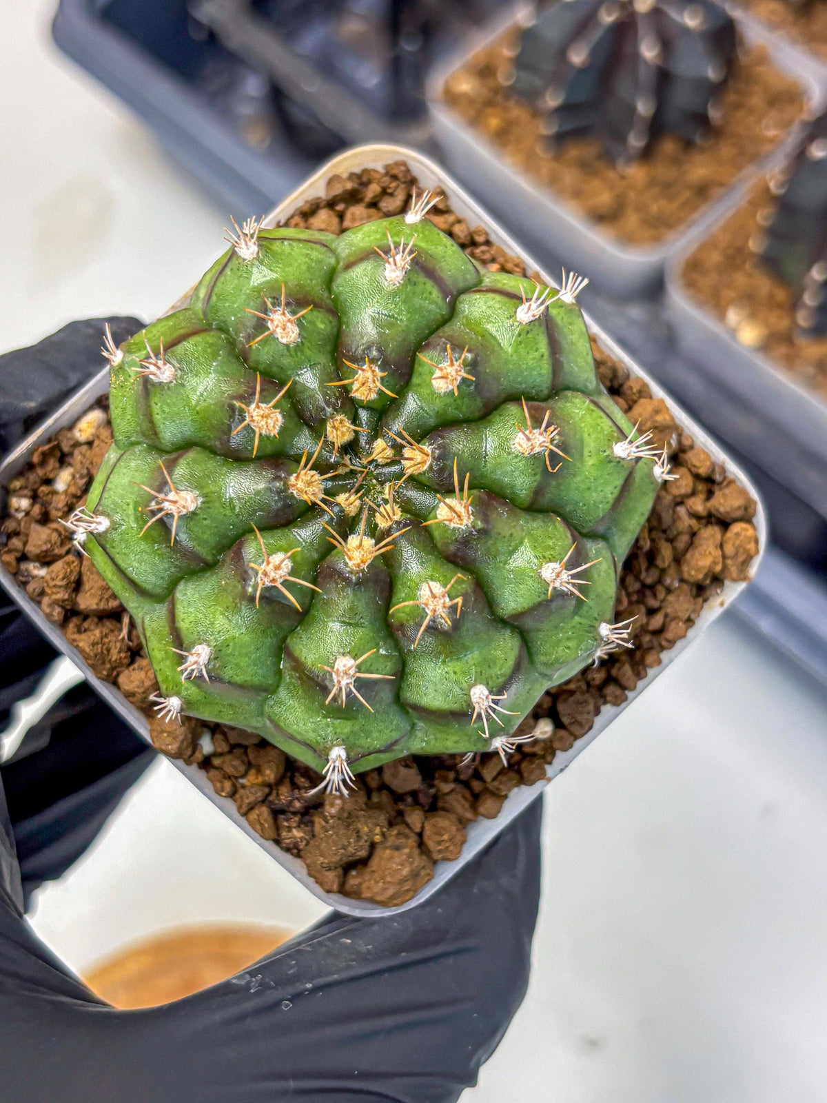 Gymnocalycium Chinese Dates (gy13) (18) | Rare Hybrids