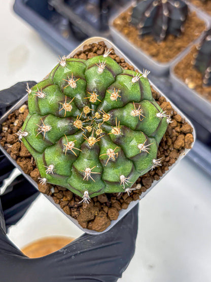 Gymnocalycium Chinese Dates (gy13) (18) | Rare Hybrids