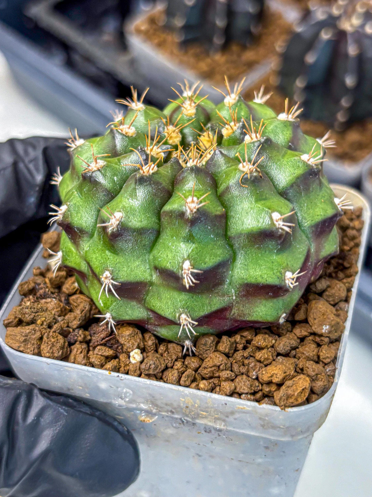 Gymnocalycium Chinese Dates (gy13) (18) | Rare Hybrids