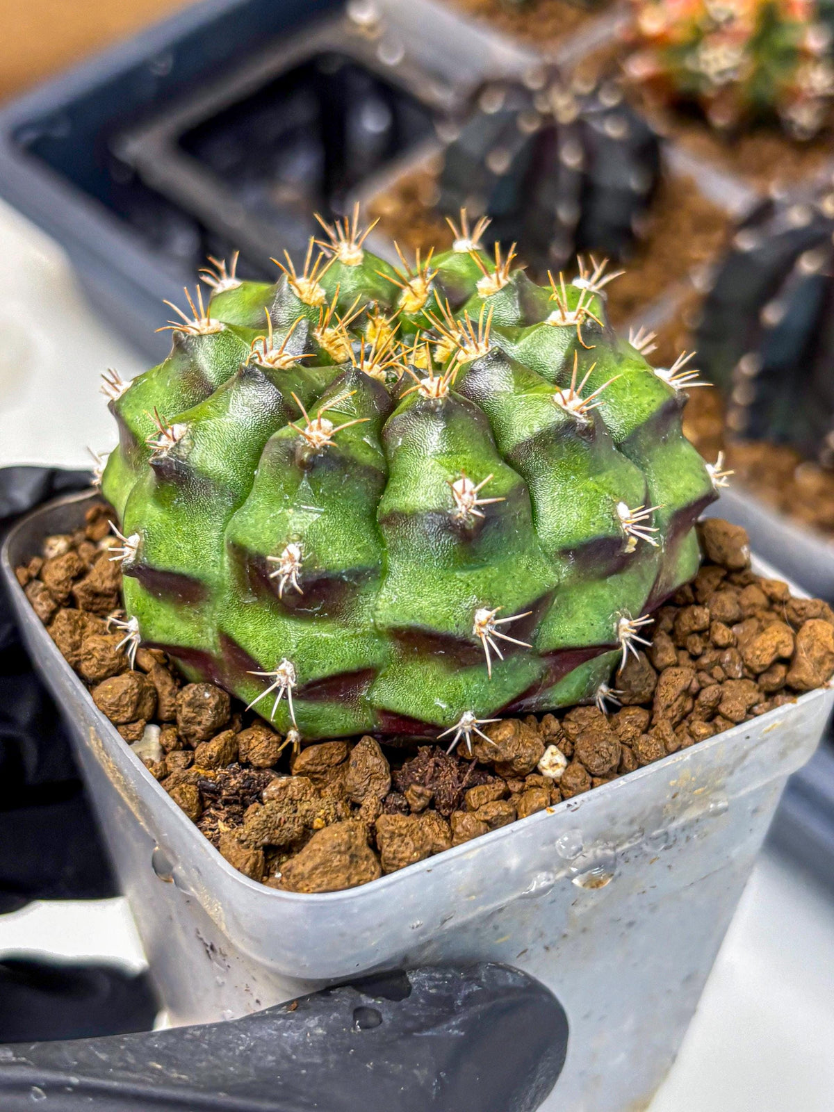 Gymnocalycium Chinese Dates (gy13) (18) | Rare Hybrids