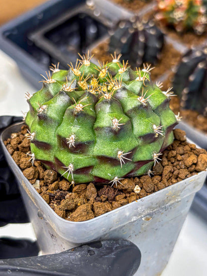 Gymnocalycium Chinese Dates (gy13) (18) | Rare Hybrids