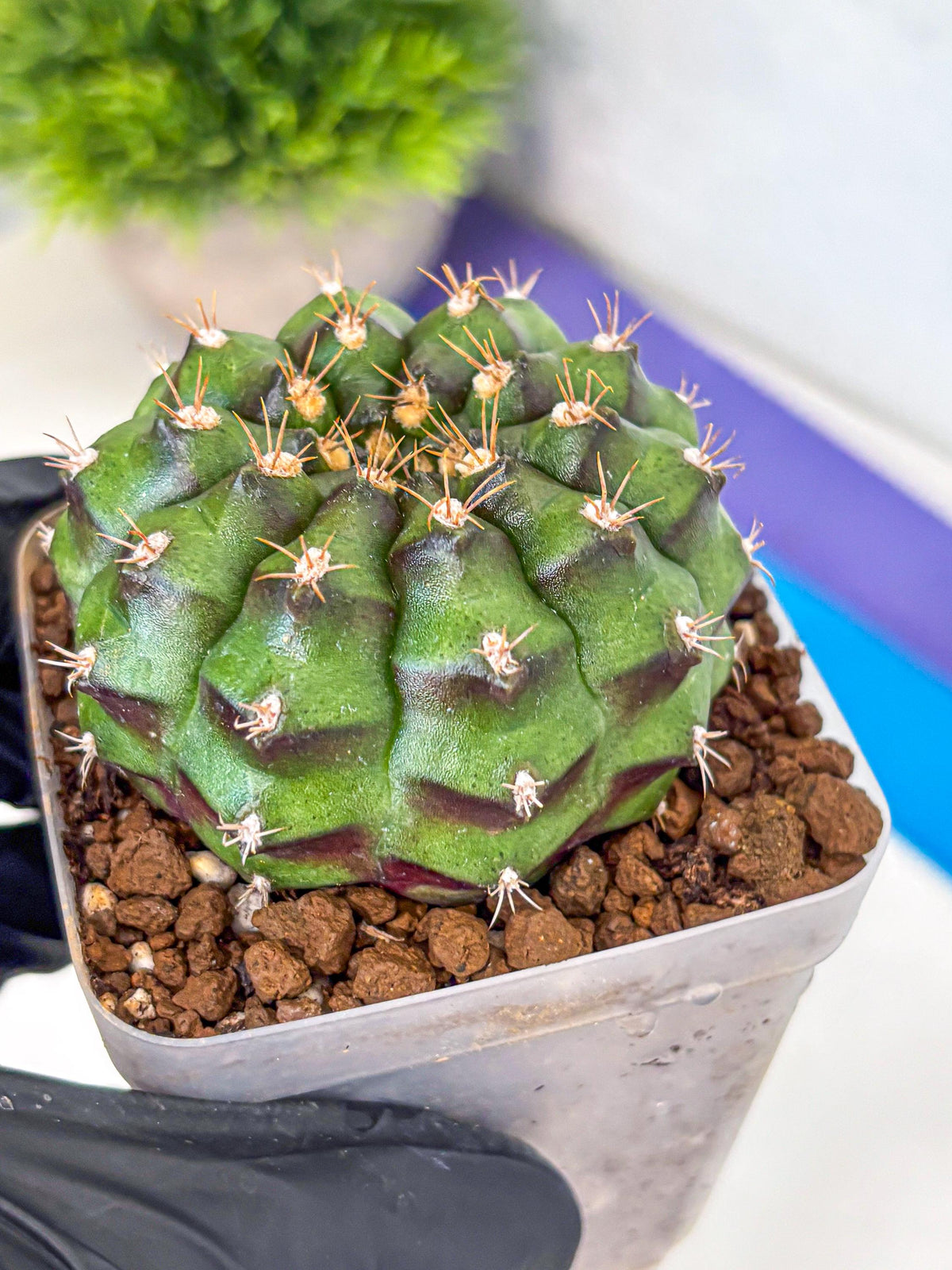 Gymnocalycium Chinese Dates (gy13) (18) | Rare Hybrids