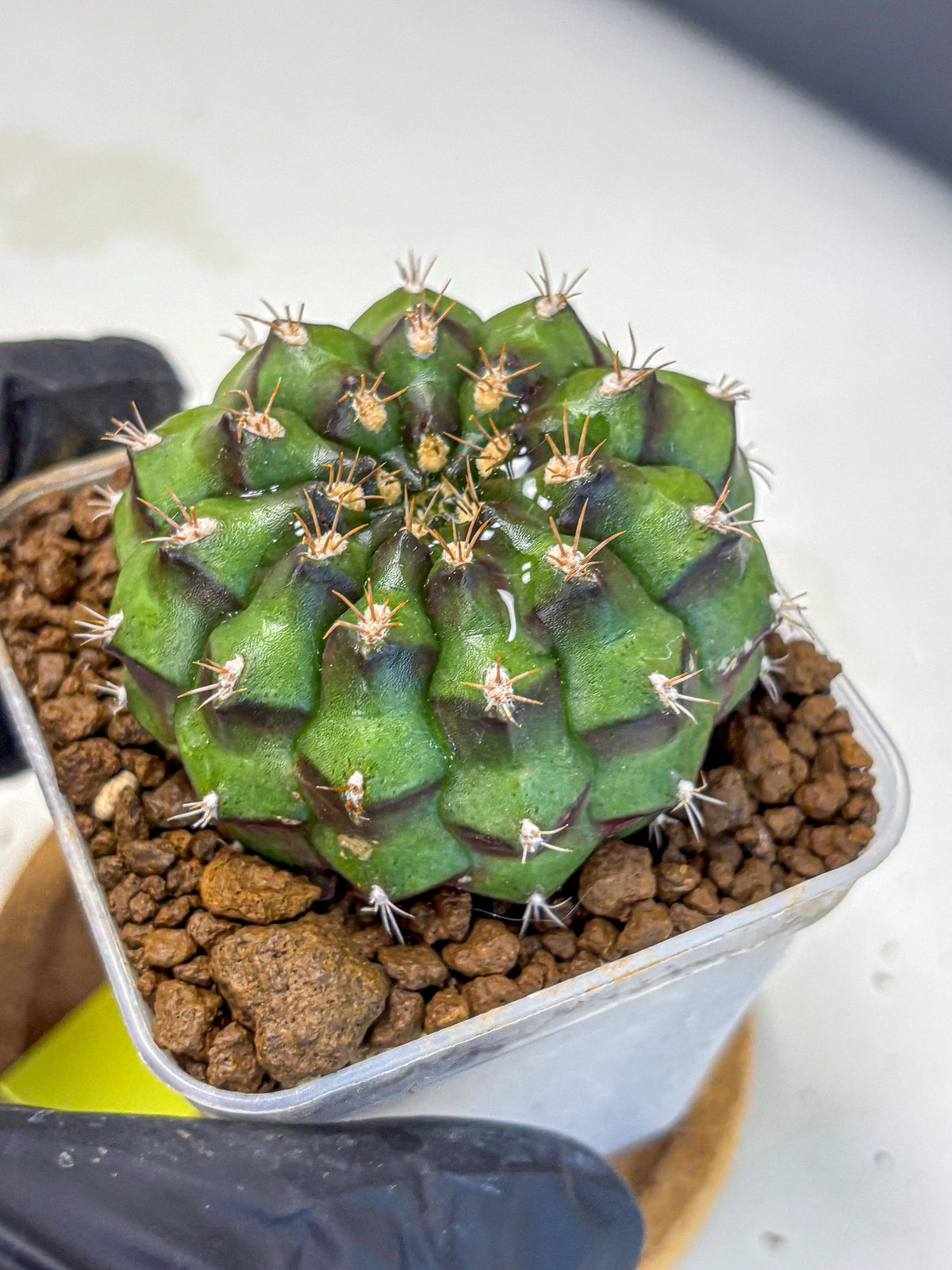 Gymnocalycium Chinese Dates (gy13) (yy) | Rare Hybrids