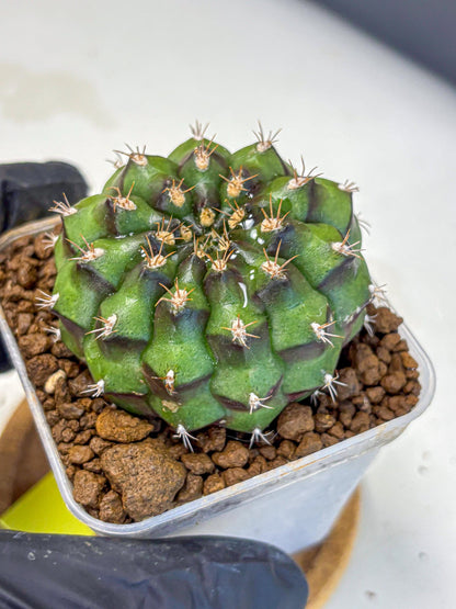 Gymnocalycium Chinese Dates (gy13) (yy) | Rare Hybrids