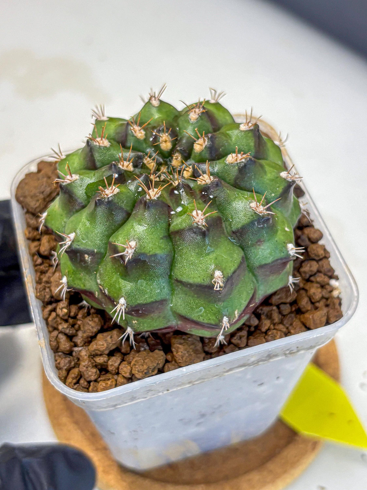 Gymnocalycium Chinese Dates (gy13) (yy) | Rare Hybrids