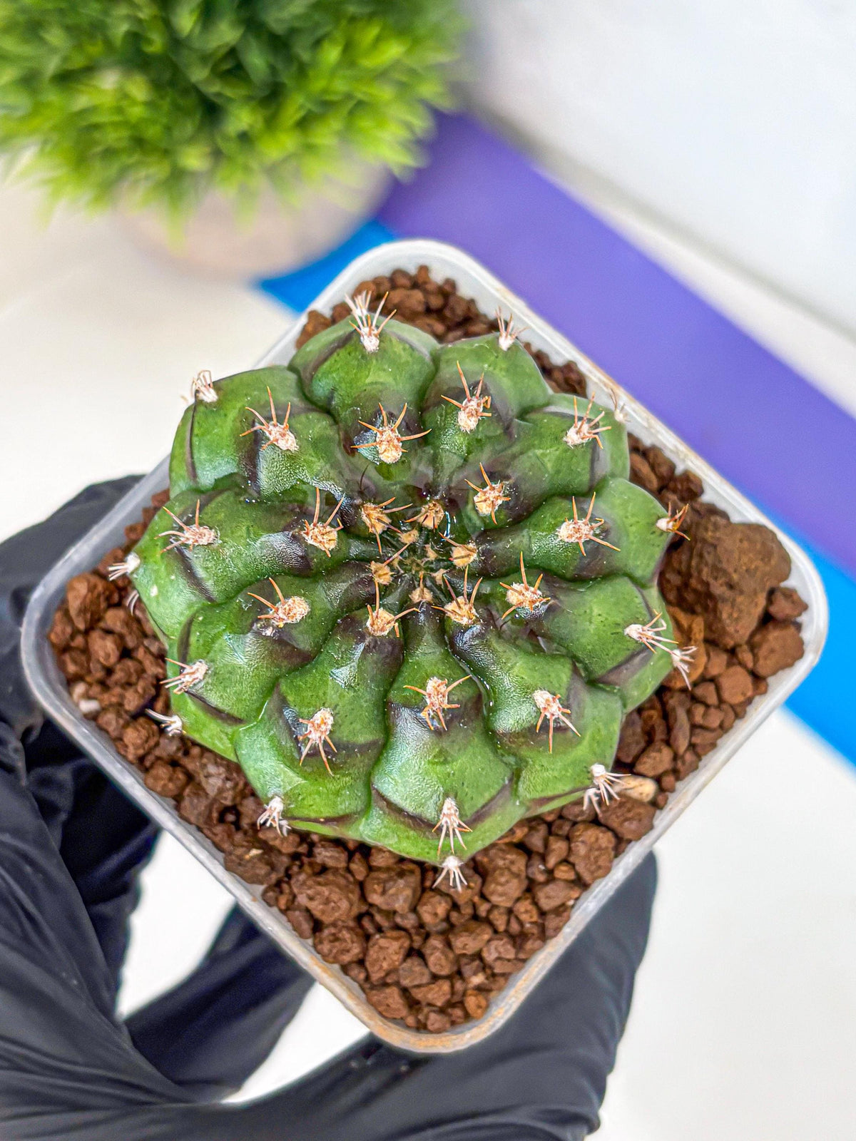 Gymnocalycium Chinese Dates (gy13) (yy) | Rare Hybrids