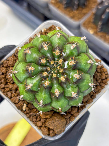 Gymnocalycium Chinese Dates (gy13) (yy) | Rare Hybrids