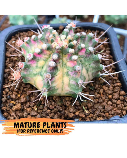 Gymnocalycium T-Lux (gy18) (08) | Collectable Plant