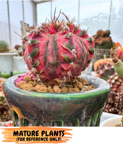Gymnocalycium T-Lux (gy18) (08) | Collectable Plant