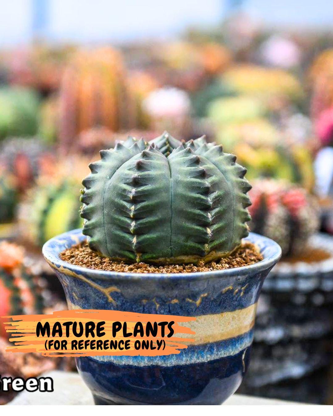 Gymnocalycium Forest Green (gy18) (3) | Collectable Plant