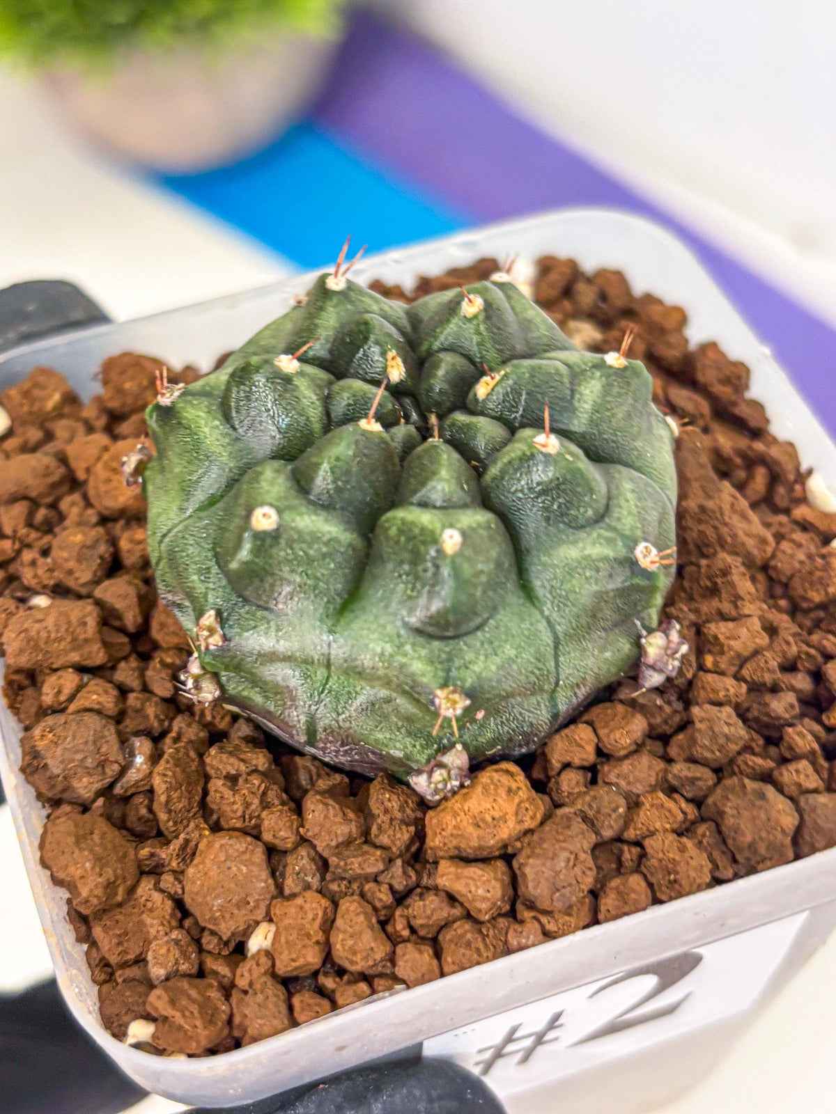 Gymnocalycium Forest Green (gy18) (2) | Collectable Plant