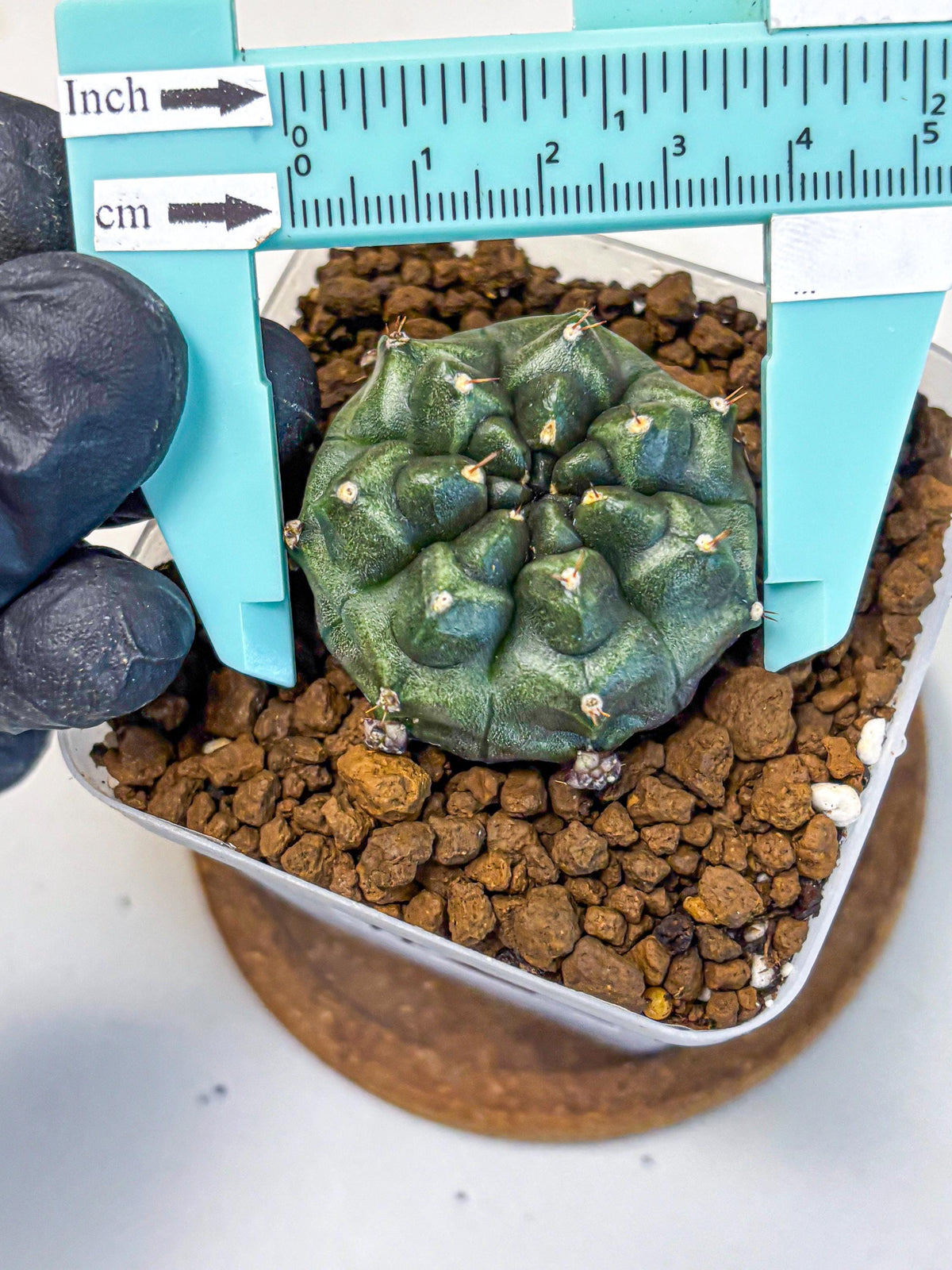 Gymnocalycium Forest Green (gy18) (2) | Collectable Plant