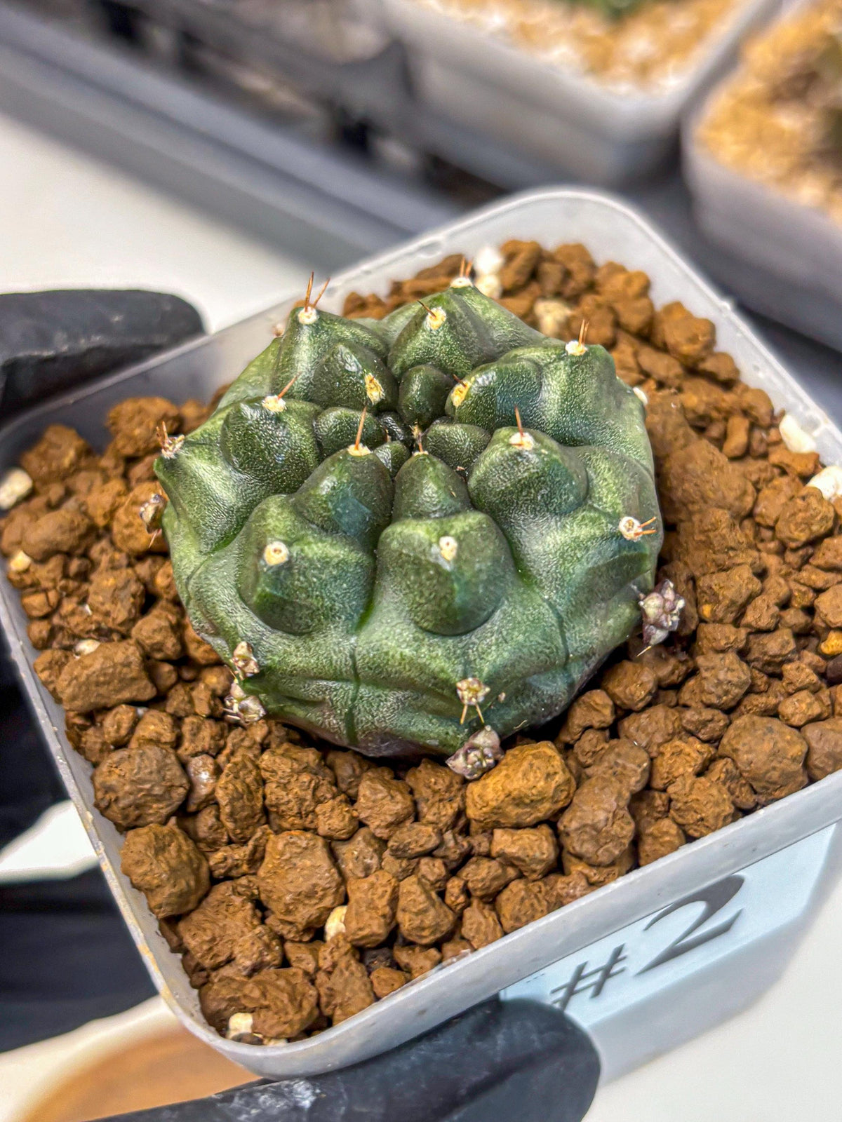 Gymnocalycium Forest Green (gy18) (2) | Collectable Plant