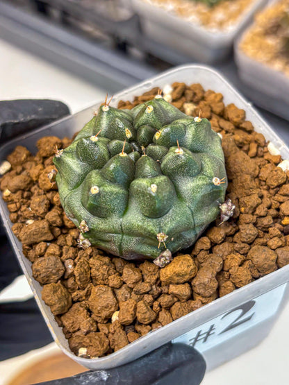 Gymnocalycium Forest Green (gy18) (2) | Collectable Plant