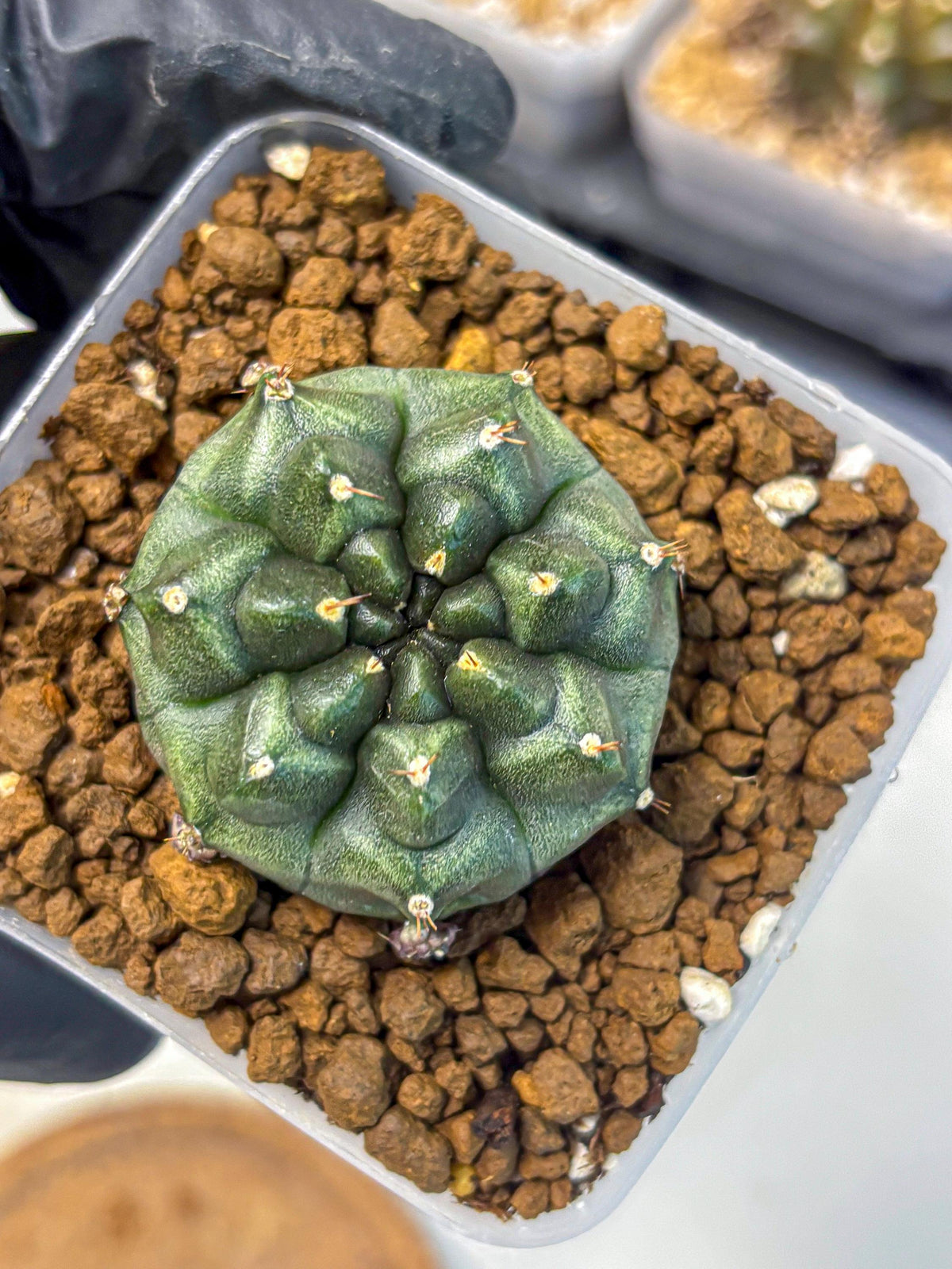 Gymnocalycium Forest Green (gy18) (2) | Collectable Plant