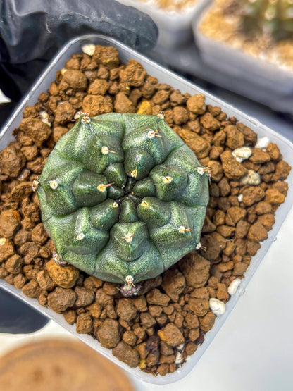 Gymnocalycium Forest Green (gy18) (2) | Collectable Plant