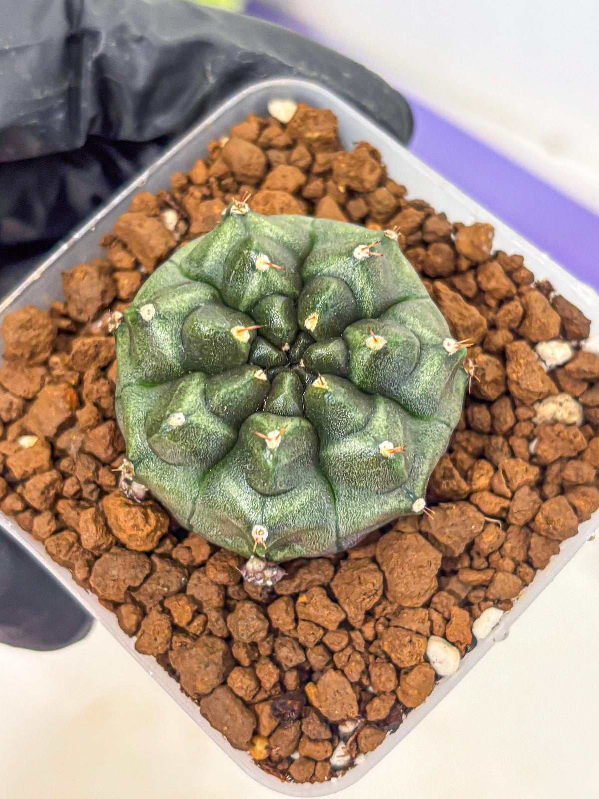 Gymnocalycium Forest Green (gy18) (2) | Collectable Plant