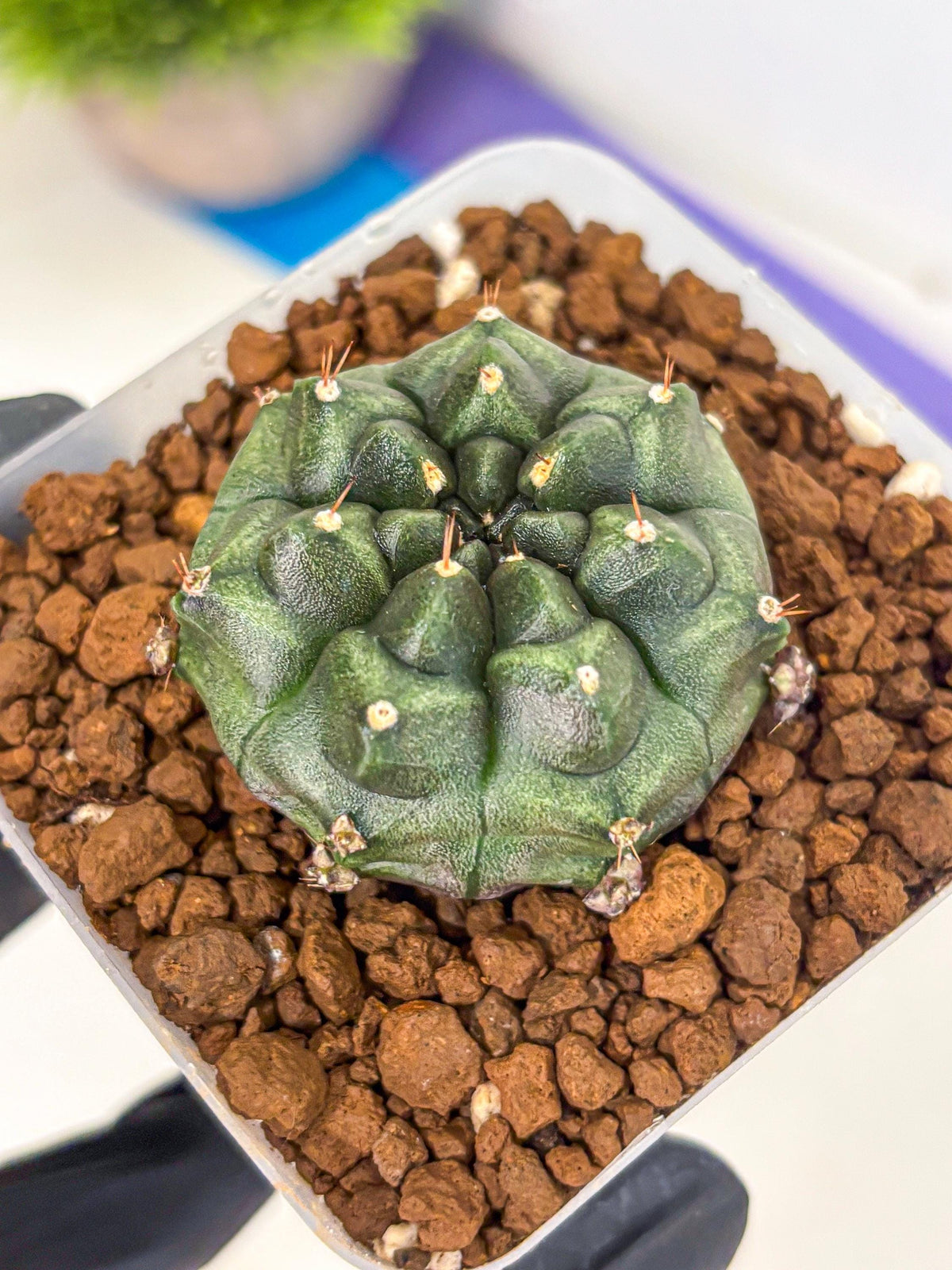 Gymnocalycium Forest Green (gy18) (2) | Collectable Plant