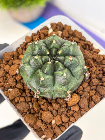 Gymnocalycium Forest Green (gy18) (2) | Collectable Plant