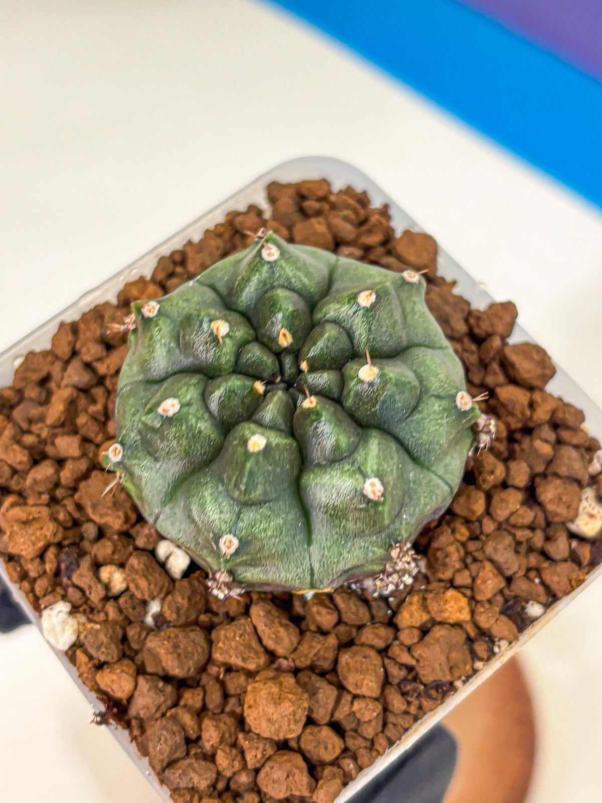 Gymnocalycium Forest Green (gy18) (3) | Collectable Plant