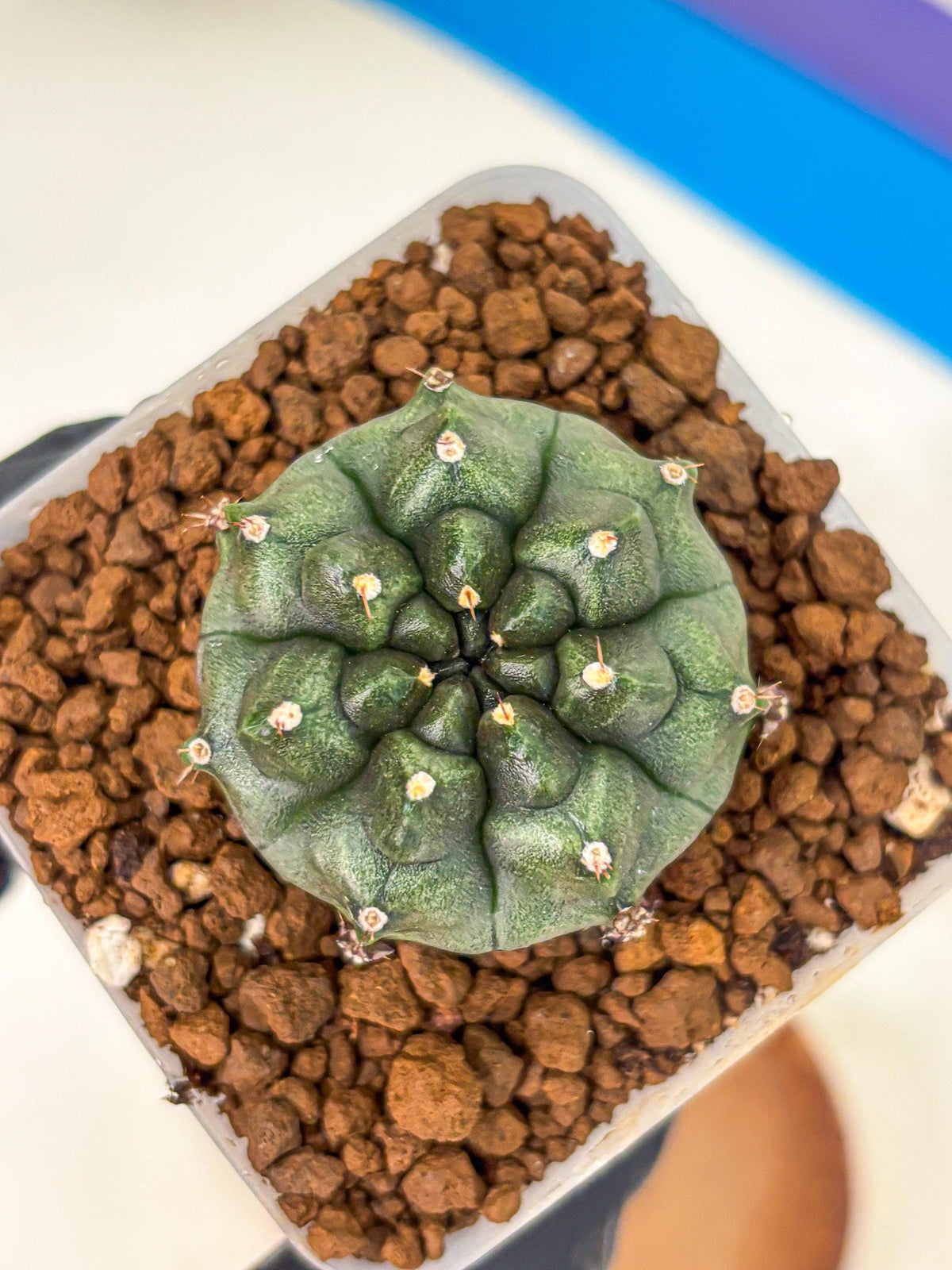 Gymnocalycium Forest Green (gy18) (3) | Collectable Plant