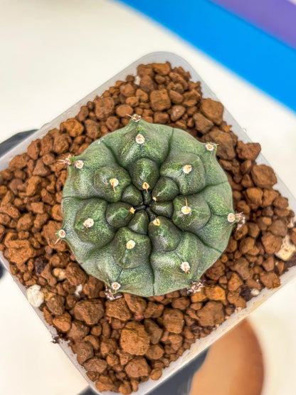 Gymnocalycium Forest Green (gy18) (3) | Collectable Plant