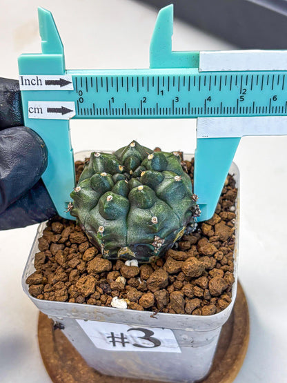 Gymnocalycium Forest Green (gy18) (3) | Collectable Plant