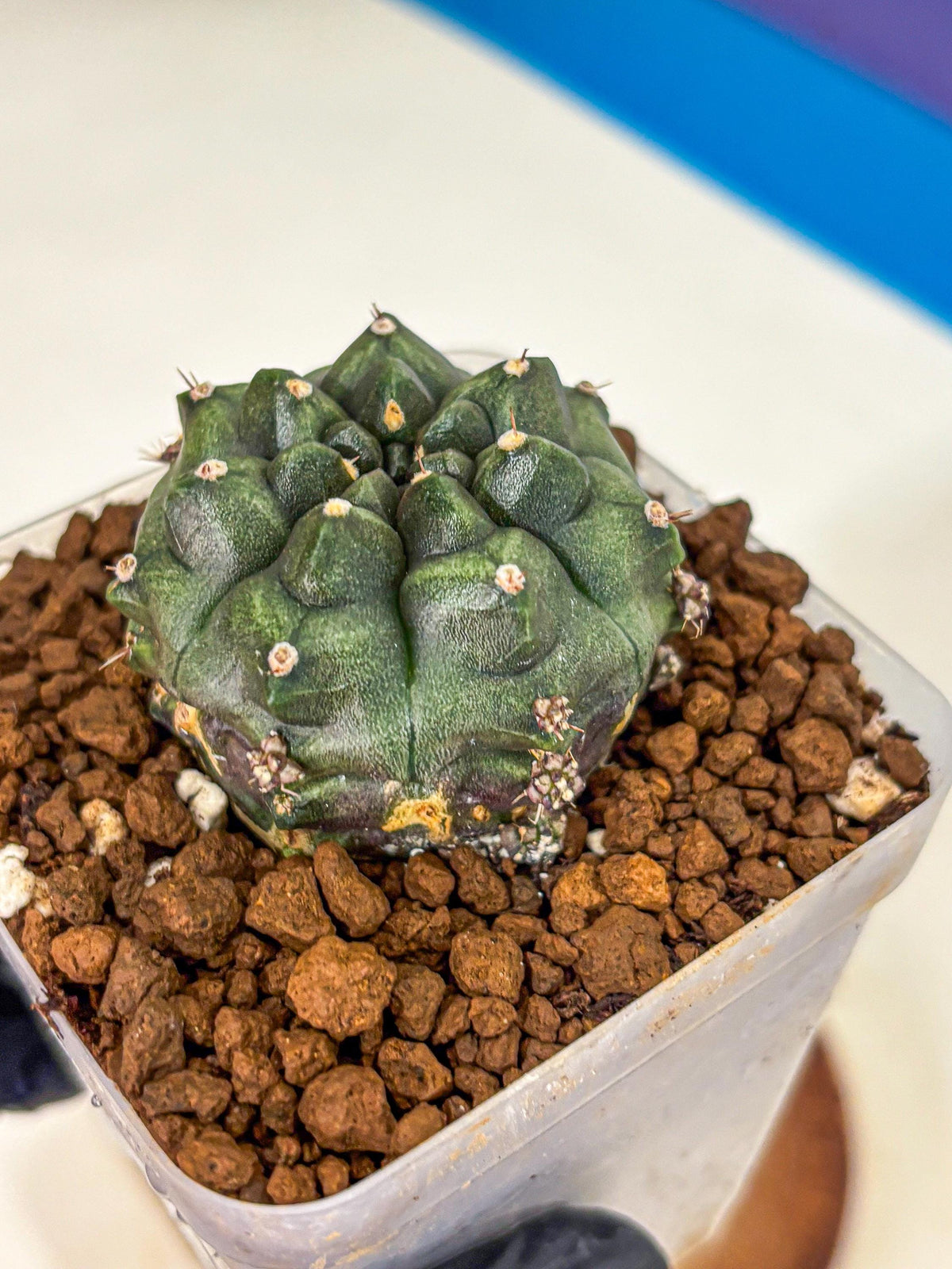 Gymnocalycium Forest Green (gy18) (3) | Collectable Plant