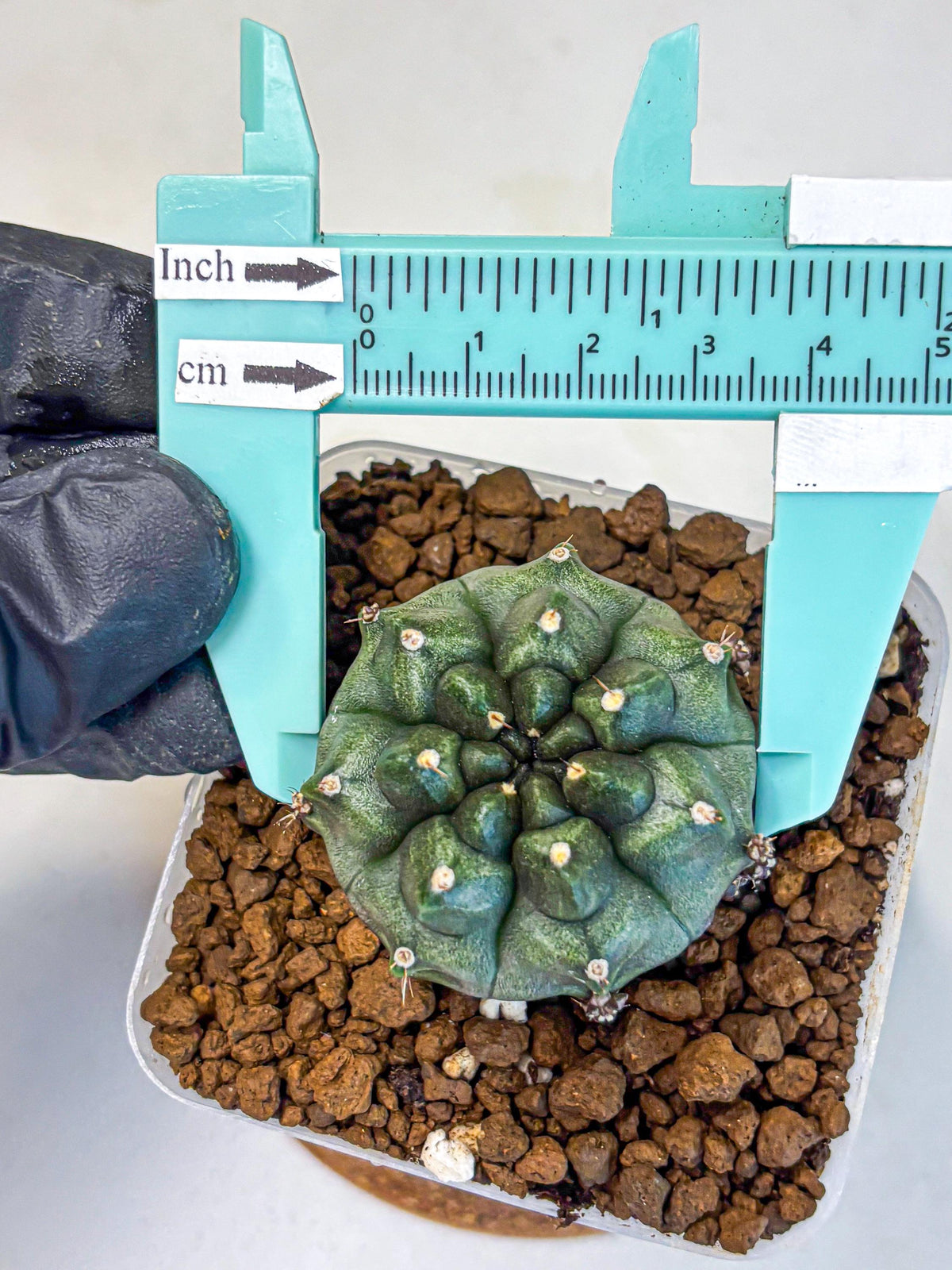 Gymnocalycium Forest Green (gy18) (3) | Collectable Plant