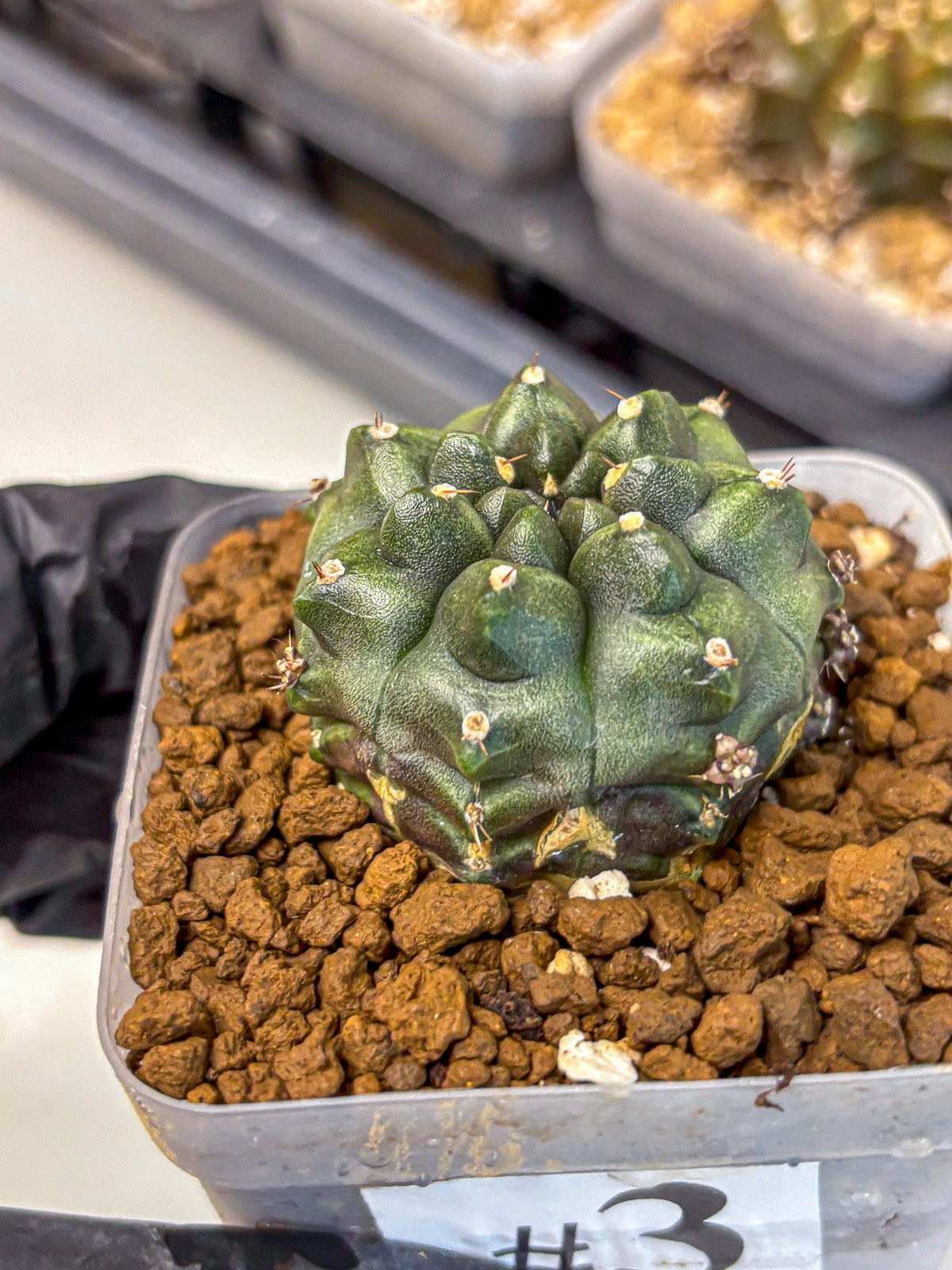 Gymnocalycium Forest Green (gy18) (3) | Collectable Plant
