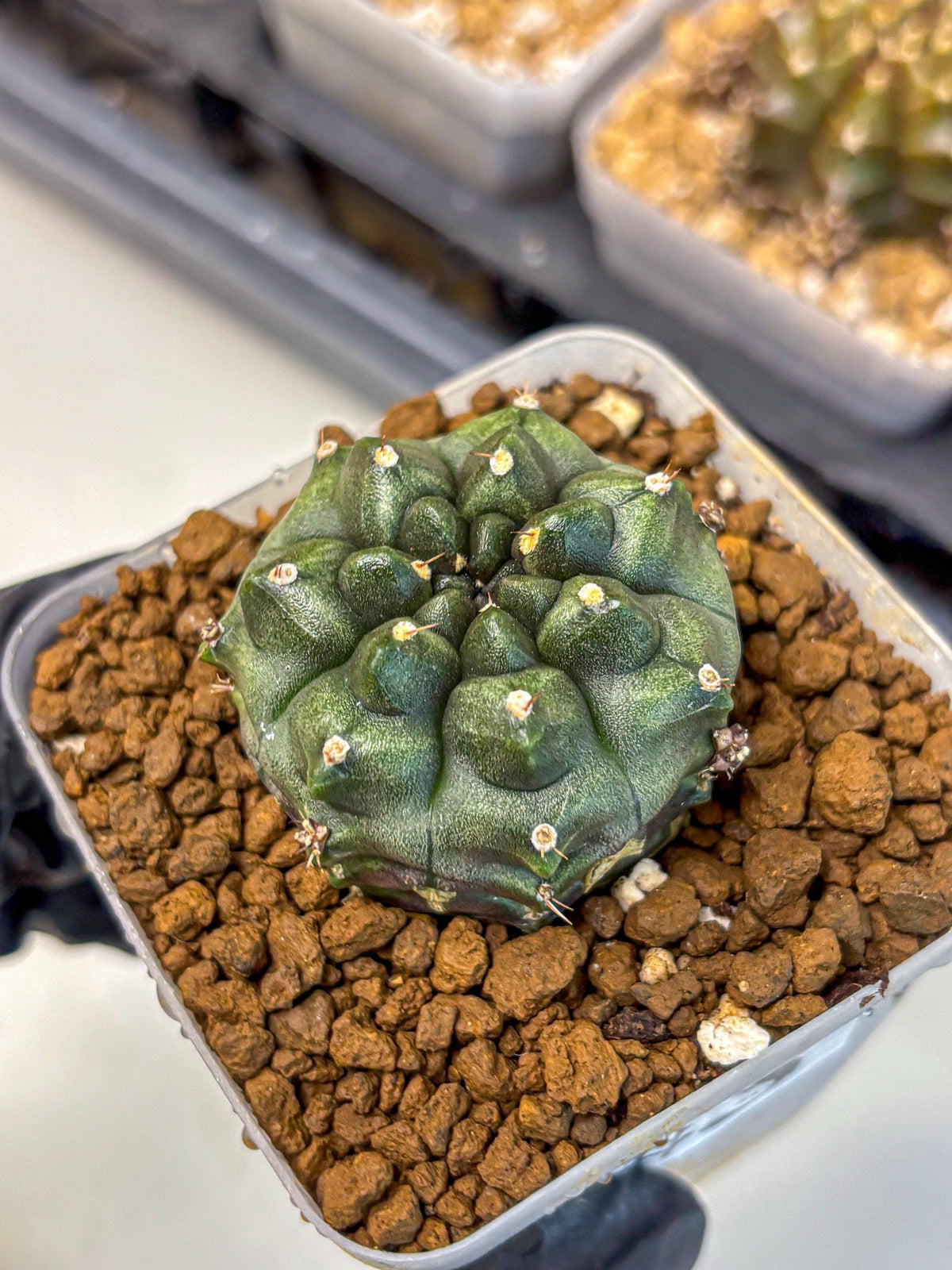 Gymnocalycium Forest Green (gy18) (3) | Collectable Plant
