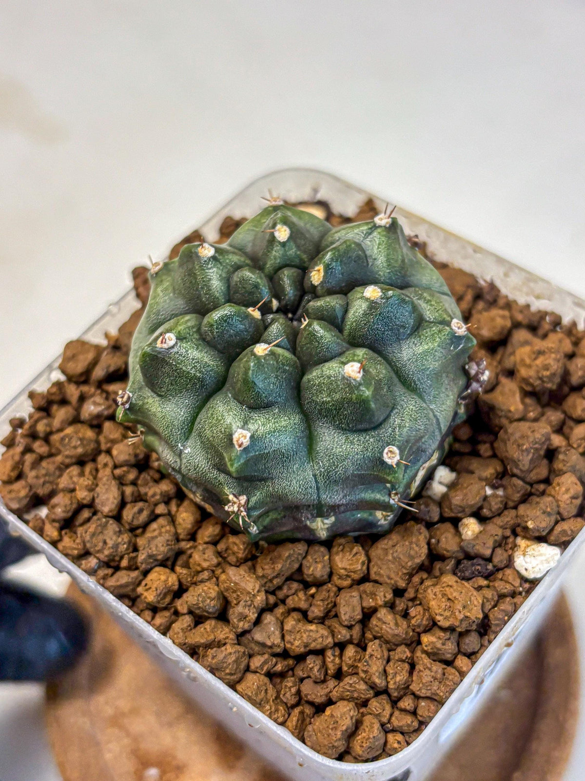 Gymnocalycium Forest Green (gy18) (3) | Collectable Plant