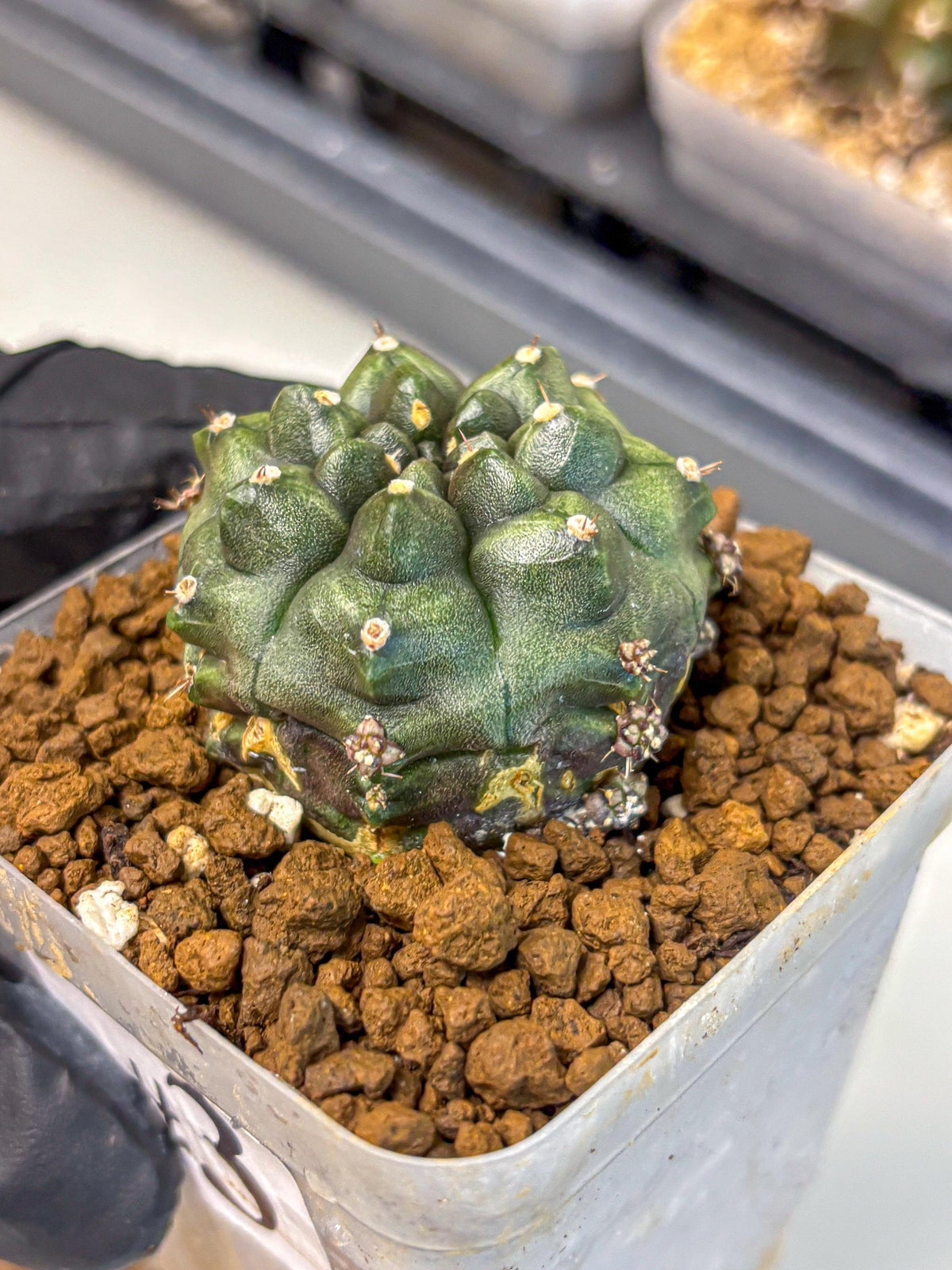 Gymnocalycium Forest Green (gy18) (3) | Collectable Plant