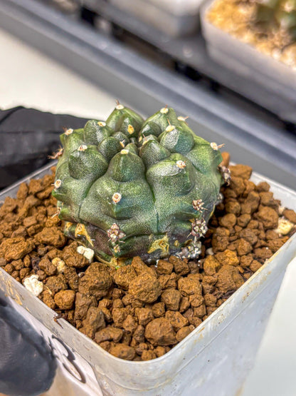 Gymnocalycium Forest Green (gy18) (3) | Collectable Plant