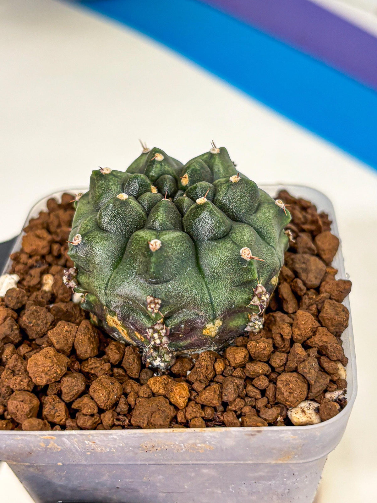 Gymnocalycium Forest Green (gy18) (3) | Collectable Plant