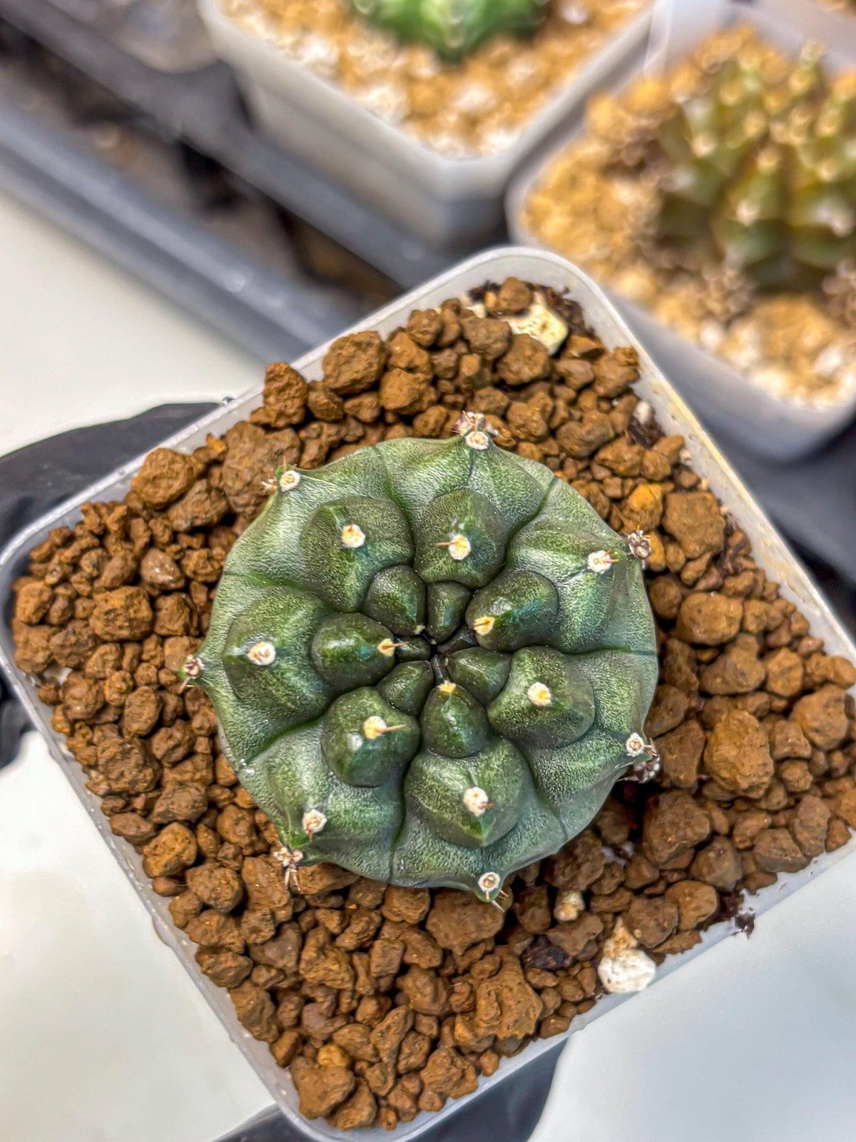 Gymnocalycium Forest Green (gy18) (3) | Collectable Plant