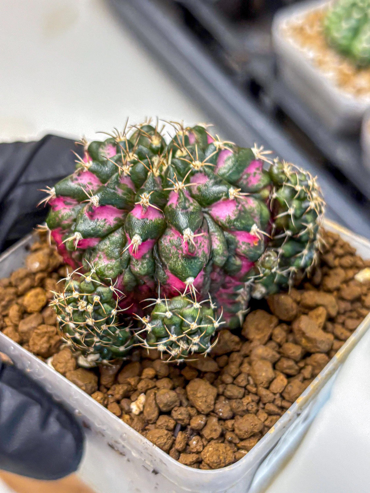 Gymnocalycium Larissa (gy18) (4) | Collector’s Edition