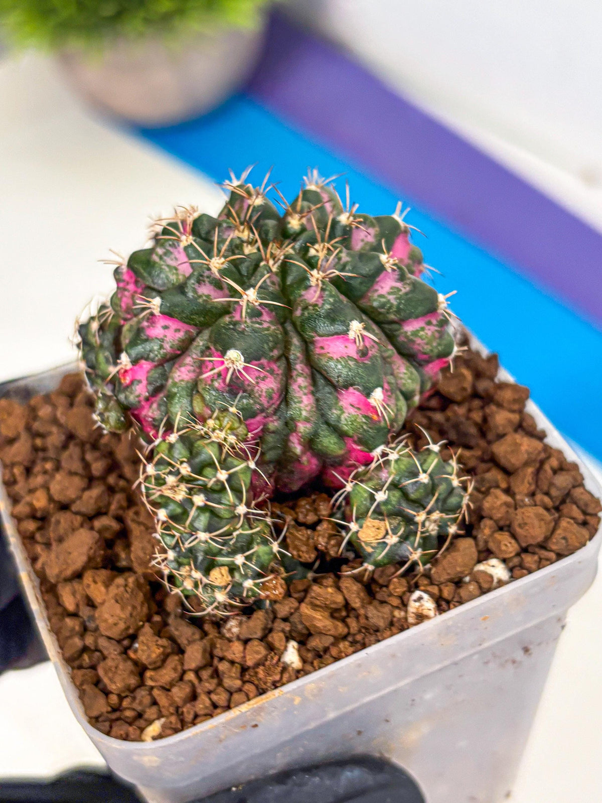 Gymnocalycium Larissa (gy18) (4) | Collector’s Edition