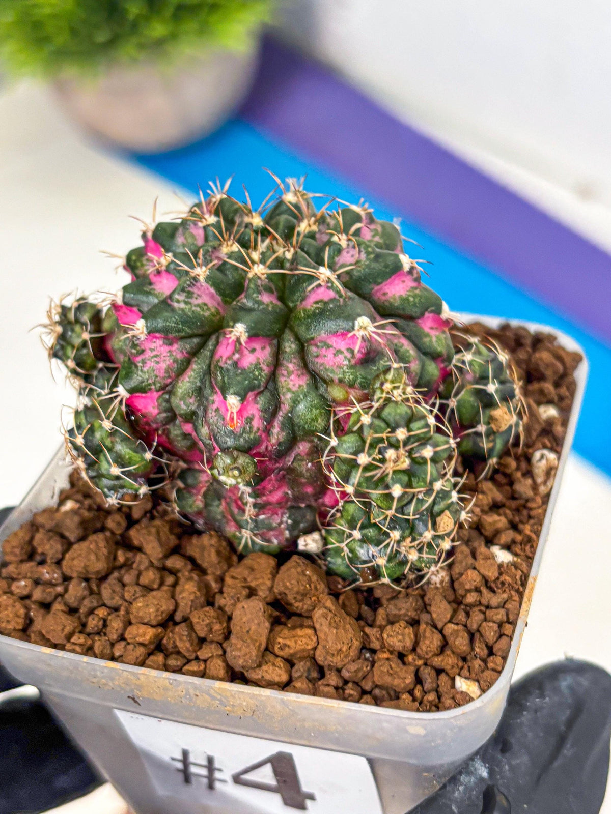 Gymnocalycium Larissa (gy18) (4) | Collector’s Edition
