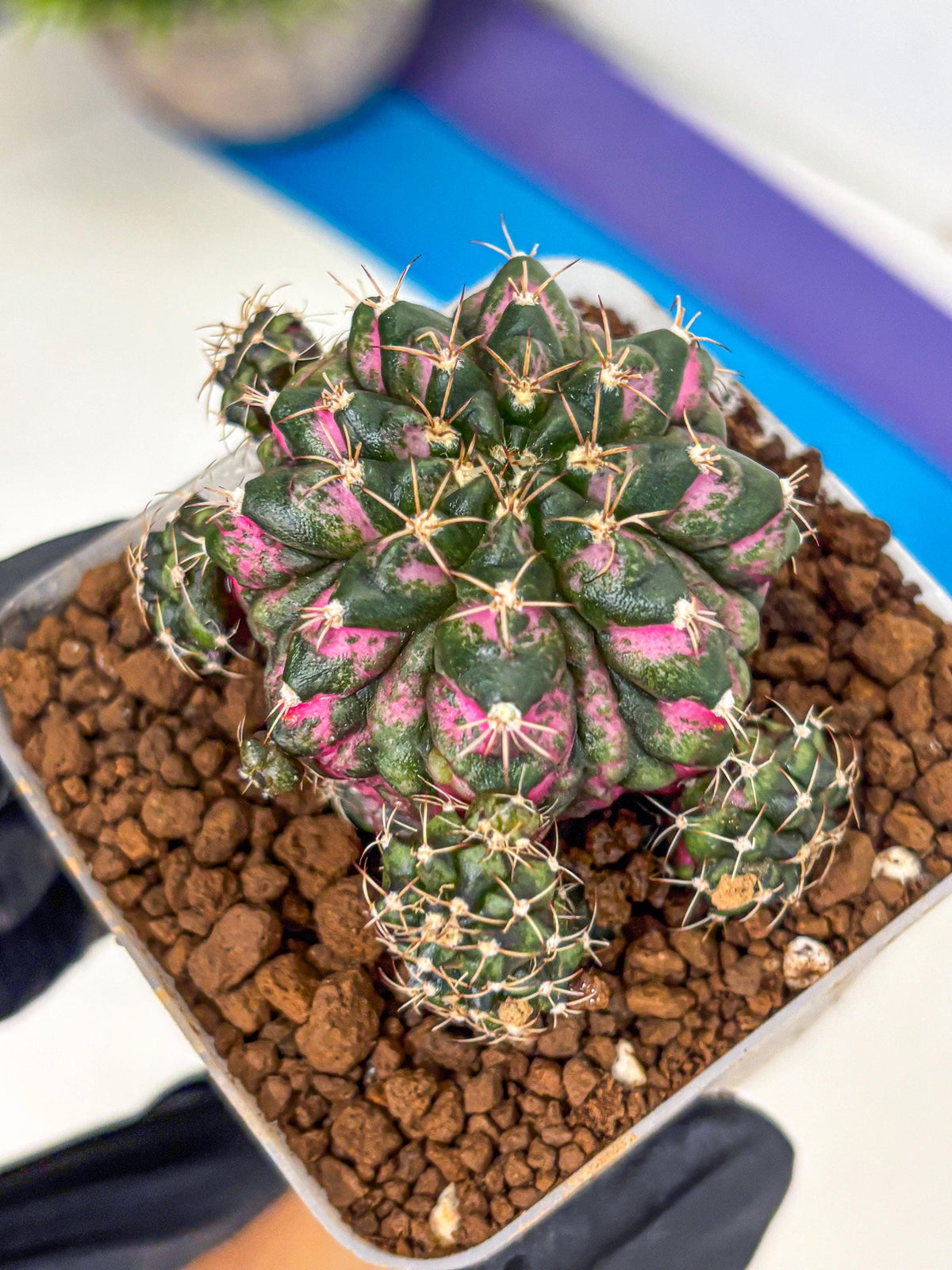 Gymnocalycium Larissa (gy18) (4) | Collector’s Edition